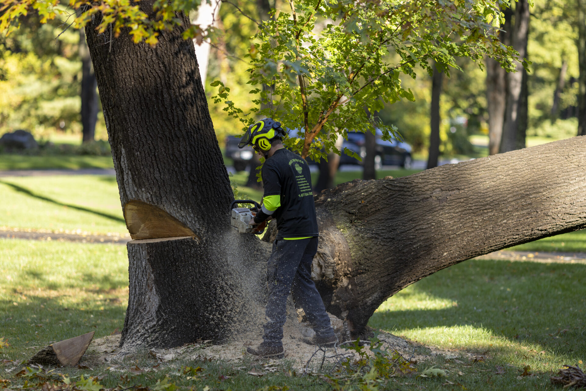 Top Rated Tree Removal Service in Jackson MI at Competitive Prices