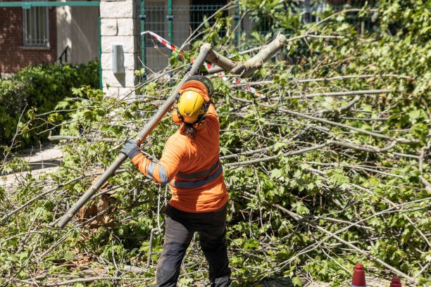 Professional Tree Trimming Near Me for Safer and Better-Looking Trees