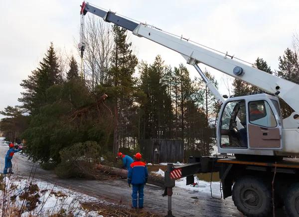 Dependable Local Solutions for Complete tree service