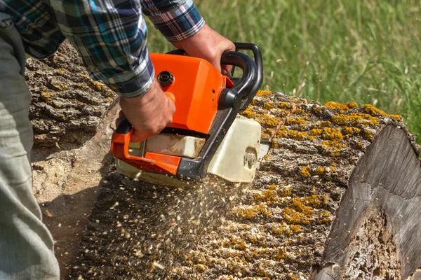 When Is It Time to Hire a Tree Removal Service?